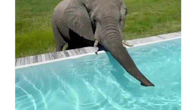 Wild Elephant takes sip of water from a pool