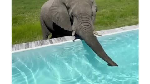 Wild Elephant takes sip of water from a pool