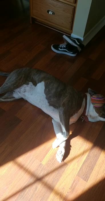 Cute Dog balances her toy on her nose!