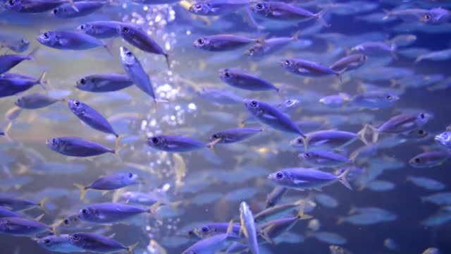 Blue fish's in the see