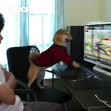 annoyed expression of a dog while playing a game