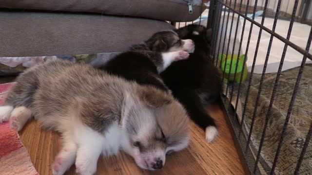 Very Cute Sleeping Puppies