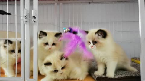 Ragdoll