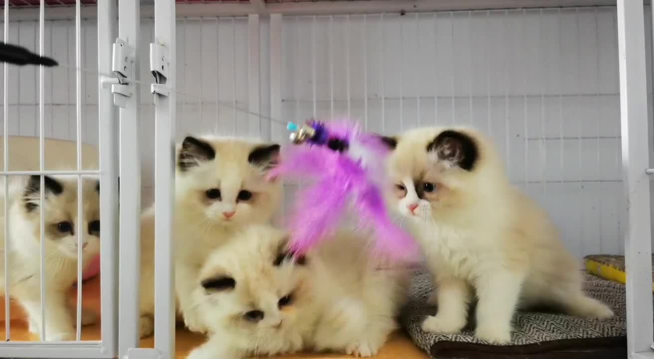 Ragdoll