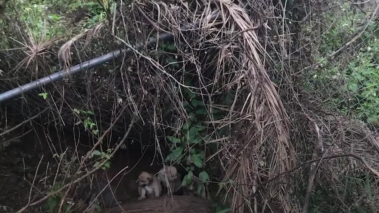 Guy And His Dog Travel Around In A Van | The Dodo