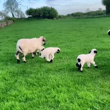 Some of the worlds cutest sheep are now looking for new homes at BoPeep