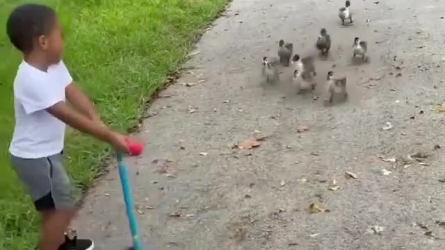 Group of ducks attacking little boy
