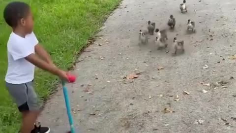 Group of ducks attacking little boy