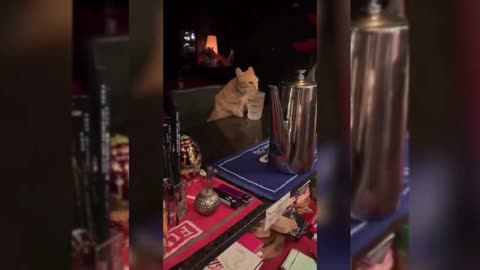 cat drinking in bar