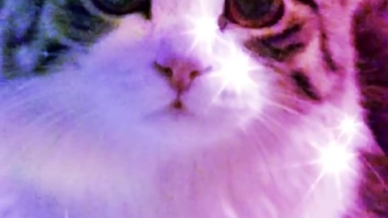 Just my cat
