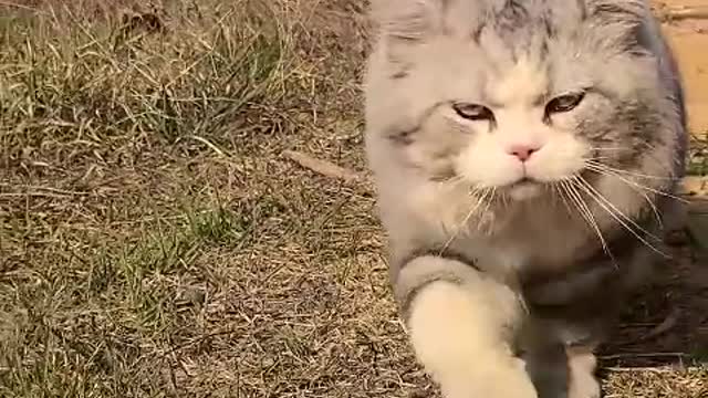 The cat's eyes are a bottomless lake.