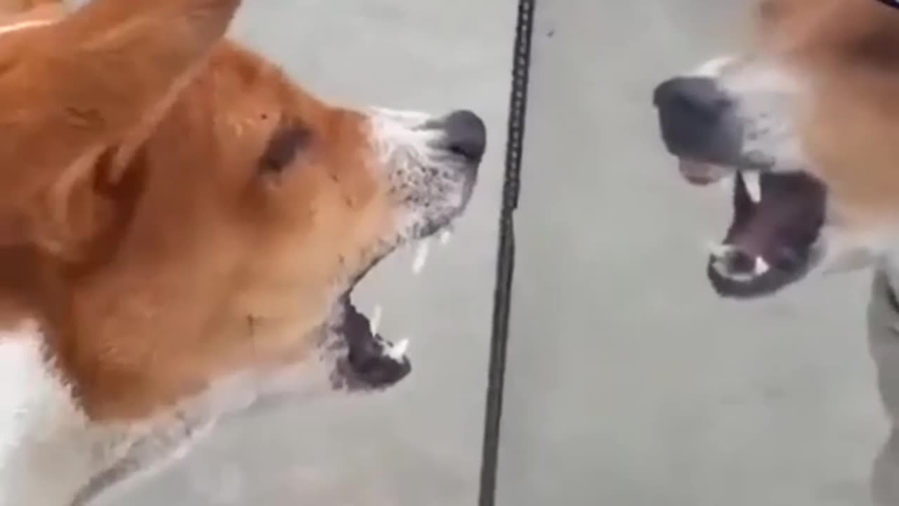 Funny Animal |funny animal videos funny animal videos for kids #dogs #funny #funnyvideo