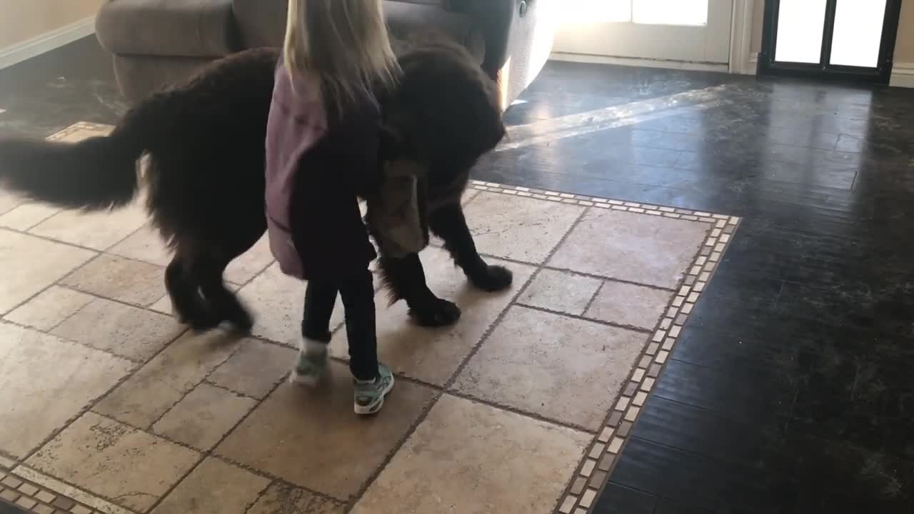 Girl goes to school, dog experiences separation crisis