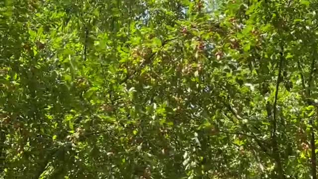 A tree blown by the wind