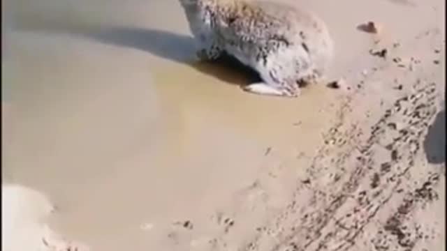 Yes!! Rabbits can swim