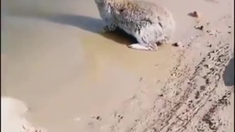 Yes!! Rabbits can swim