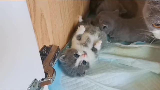cute kitten