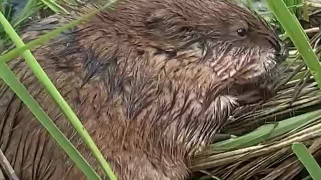 Muskrat eating grass, a water snake is watching him.