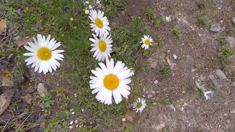 Daisies