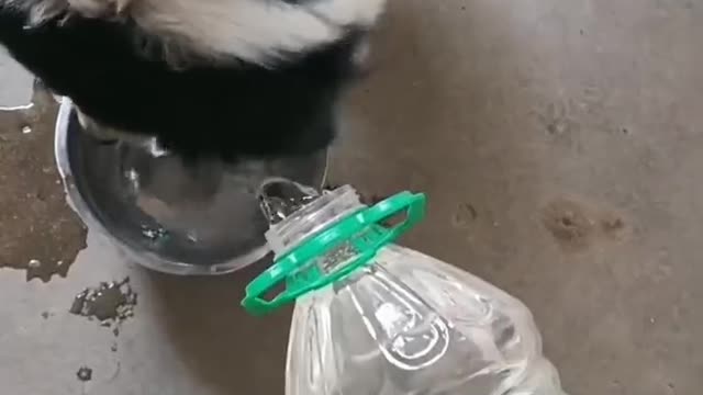 The clever dog asked his master for water