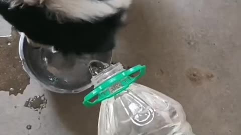 The clever dog asked his master for water