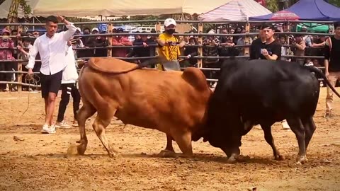 Competition of bulls