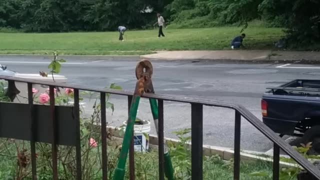 Horse shoes in DC