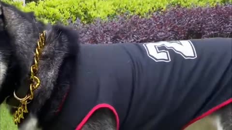 A Happy dog