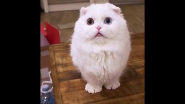 cute white kitten