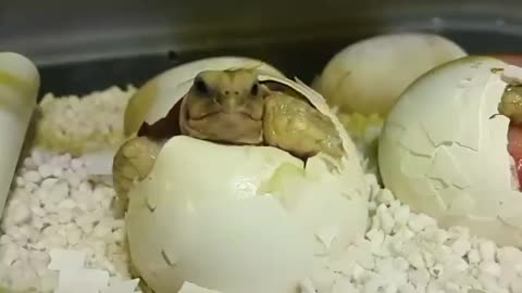 Exclusive footage of the turtle leaving the egg.