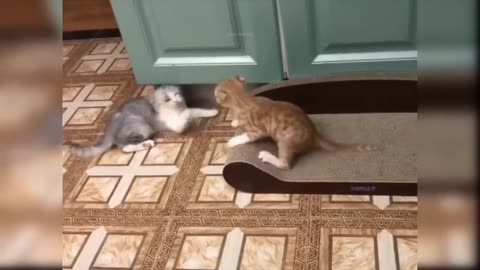 Enchanting Feline Fantasia: A Symphony of Cuteness and Charm