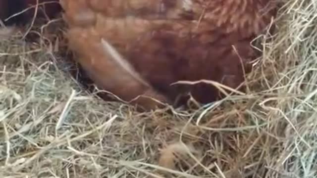 2 Moscovys & A Chick Episode 23: Jingles Lays An Egg In Real Time!!