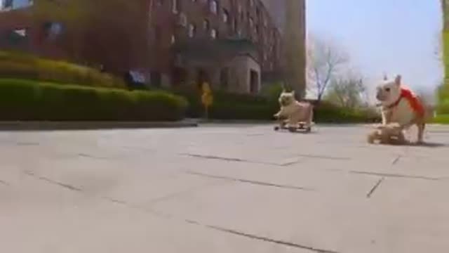 Skatedog 4