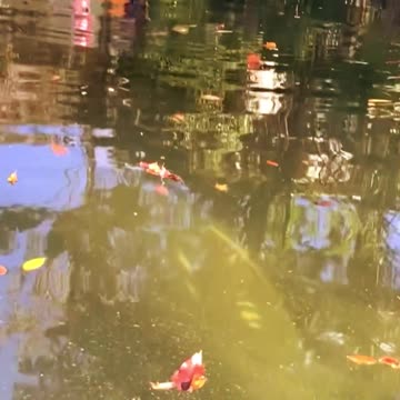 Manatee In Our Canal