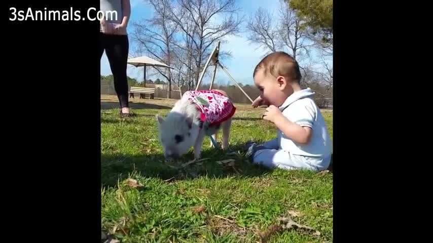 Cutest Pranks Babies and Animals