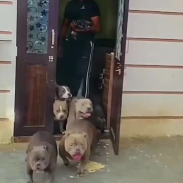 Pitbull Dog Attitude status // Dog Status // Dog Whatsapp Status // Pitbull Status //whatsapp Status