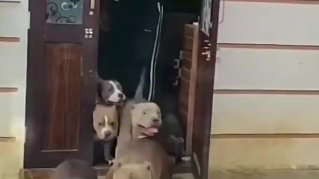 Pitbull Dog Attitude status // Dog Status // Dog Whatsapp Status // Pitbull Status //whatsapp Status