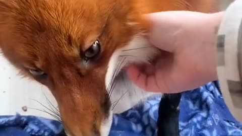 I don't like pets.