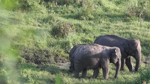 Elephant family in a pasture