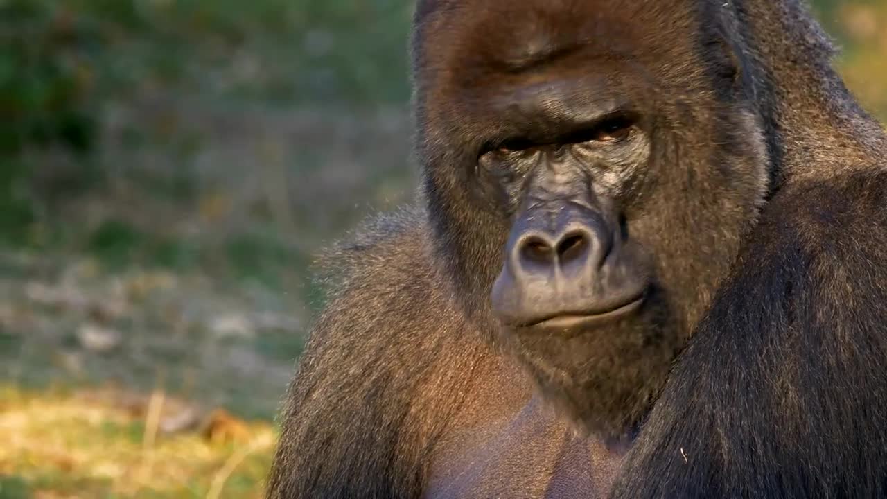 Western lowland gorilla silverback eating - No Copyright _ Animal videos ( 720 X 1280 )