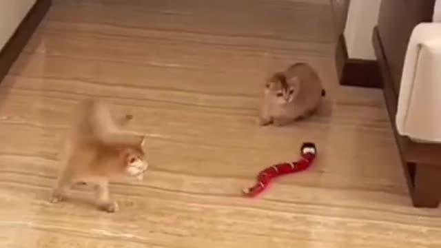 #cute cat#shorts