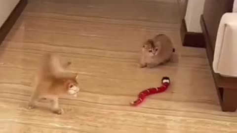 #cute cat#shorts