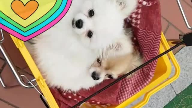 Two cute puppies in a stroller