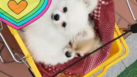 Two cute puppies in a stroller