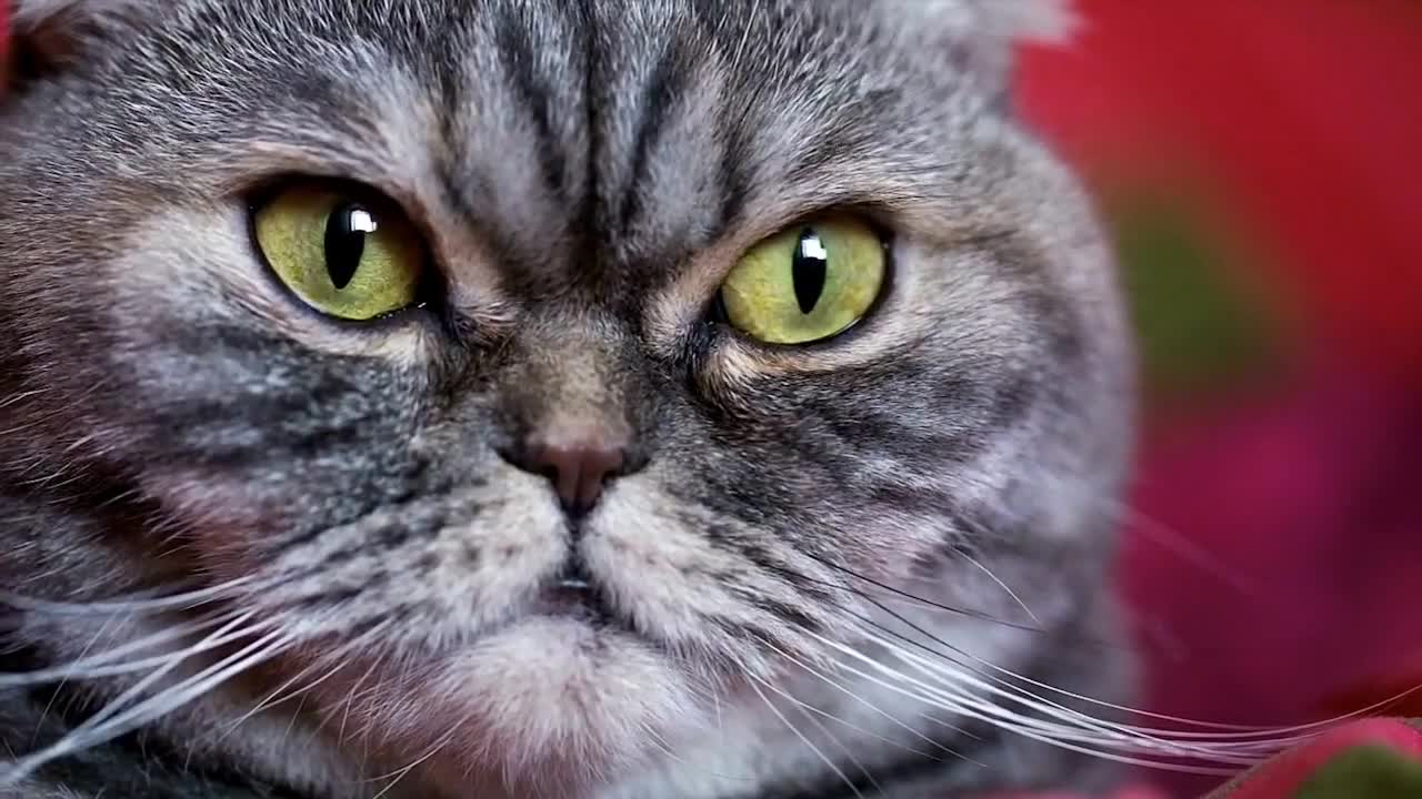 Try not to laugh (animals) CLEAN