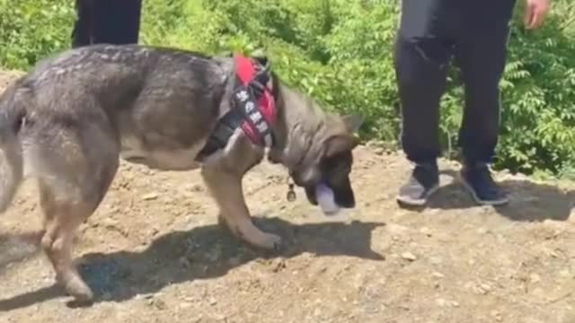 Smart and adorable dog is gracefully dancing