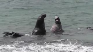 two elephant seals plays together in the Ocean