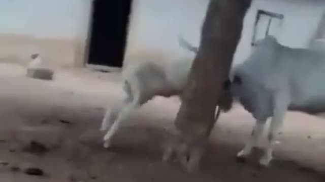 Bull lesson to young sheep