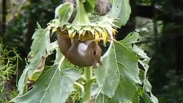 Squirrel Secures Sunflower Seeds by Any Means Necessary