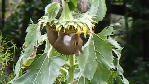 Squirrel Secures Sunflower Seeds by Any Means Necessary